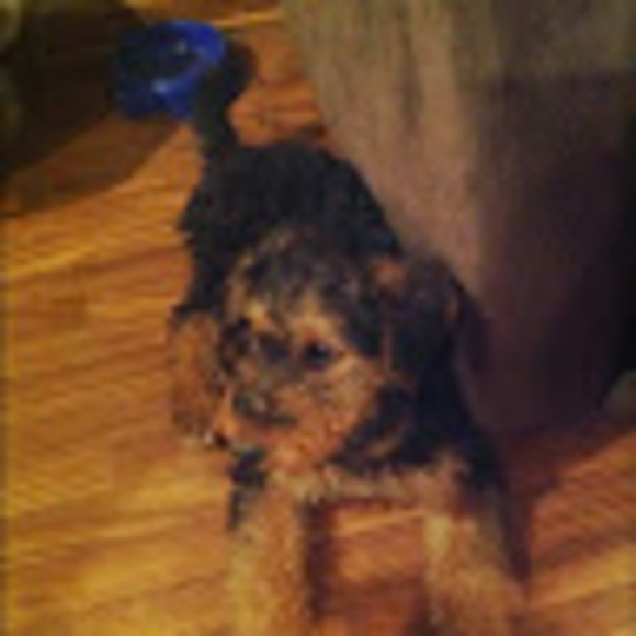 Meet your Posher, Martha - Picture 1 of 1